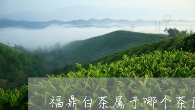 福鼎白茶属于哪个茶区/2023091549503