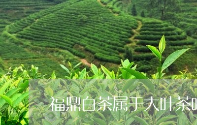 福鼎白茶属于大叶茶吗/2023120613359