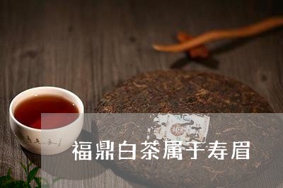 福鼎白茶属于寿眉/2023090588360