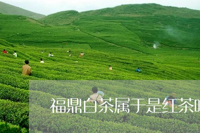 福鼎白茶属于是红茶吗/2023120895046