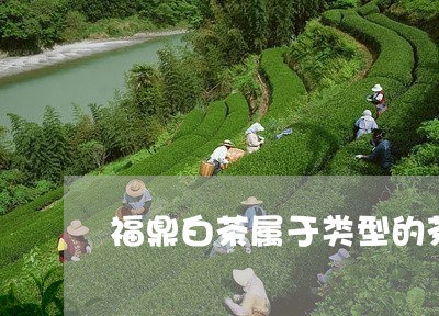 福鼎白茶属于类型的茶/2023120785848