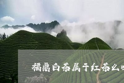 福鼎白茶属于红茶么吗/2023042558261