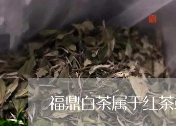 福鼎白茶属于红茶或是绿茶/2023042534159