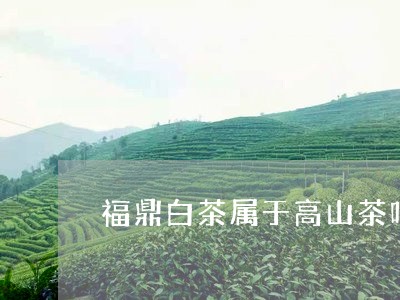 福鼎白茶属于高山茶吗/2023091582815