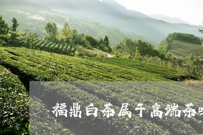 福鼎白茶属于高端茶吗/2023091594057