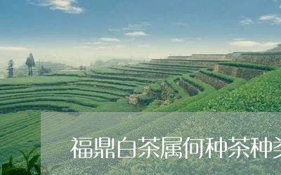 福鼎白茶属何种茶种类特点/2023062728571