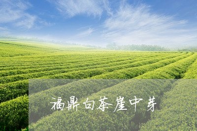 福鼎白茶崖中芽/2023062864816