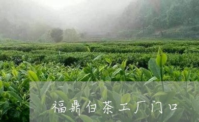 福鼎白茶工厂门口/2023112656270