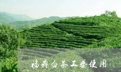 福鼎白茶工艺使用/2023112639591