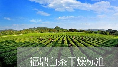 福鼎白茶干燥标准/2023112692605