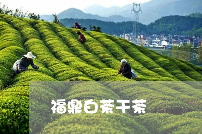 福鼎白茶干茶/2023052280485