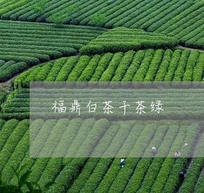 福鼎白茶干茶绿/2023112579604