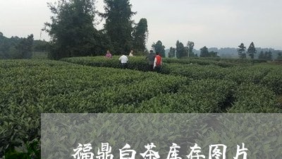 福鼎白茶库存图片/2023070793048