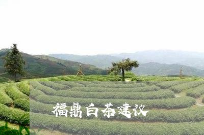 福鼎白茶建议/2023052282717