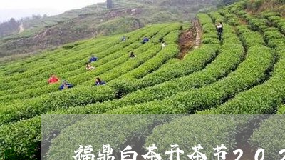 福鼎白茶开茶节2023年几月/2023062814039