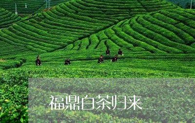 福鼎白茶归来/2023052246470