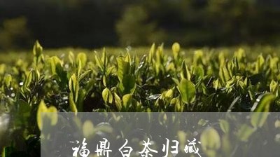 福鼎白茶归藏/2023052250705