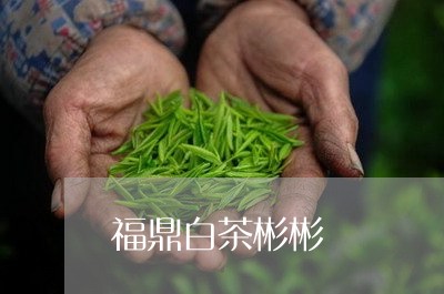 福鼎白茶彬彬/2023062818492