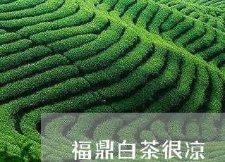 福鼎白茶很凉/2023052236251