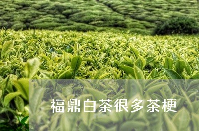 福鼎白茶很多茶梗/2023112511494