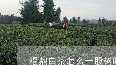 福鼎白茶怎么一股树叶子味/2023111615138