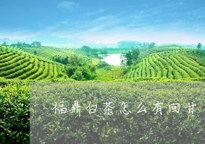 福鼎白茶怎么有回甘/2023120310279