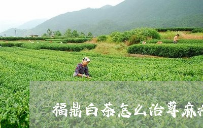 福鼎白茶怎么治荨麻疹/2023091540272