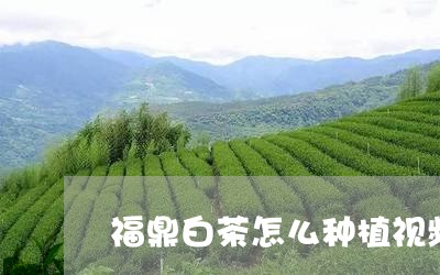 福鼎白茶怎么种植视频讲解/2023110999280