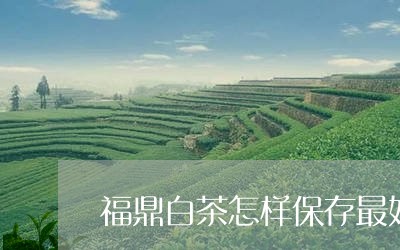 福鼎白茶怎样保存最好喝视频/2023111415169