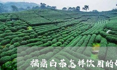 福鼎白茶怎样饮用的好/2023120700584