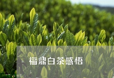 福鼎白茶感悟/2023052241603