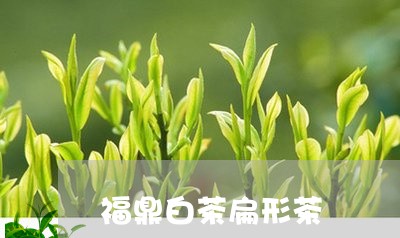 福鼎白茶扁形茶/2023082682483