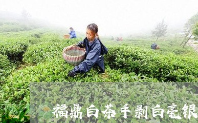 福鼎白茶手剥白毫银针/2023120699693