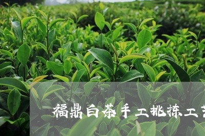 福鼎白茶手工挑拣工艺流程/2023042644849