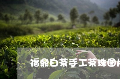 福鼎白茶手工茶珠图片欣赏/2023110932795