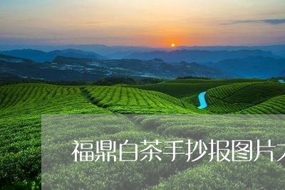 福鼎白茶手抄报图片大全/2023110288482