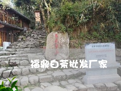 福鼎白茶批发厂家/2023090532839