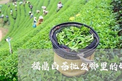 福鼎白茶批发哪里的好呢/2023092284951