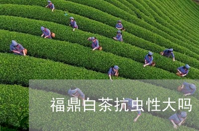 福鼎白茶抗虫性大吗/2023120386141