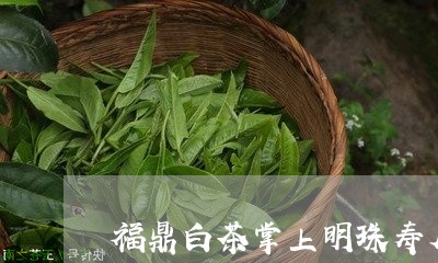 福鼎白茶掌上明珠寿眉/2023120734960