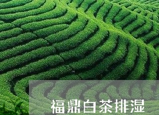 福鼎白茶排湿/2023082672826