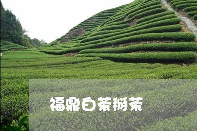 福鼎白茶掰茶/2023062827361