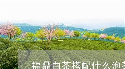 福鼎白茶搭配什么泡茶好/2023062995040