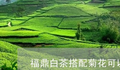 福鼎白茶搭配菊花可以喝吗/2023111688260