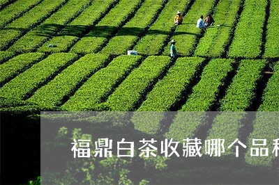 福鼎白茶收藏哪个品种好/2023092254249