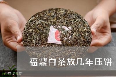 福鼎白茶放几年压饼/2023120349380