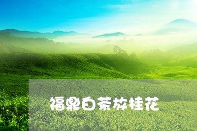 福鼎白茶放桂花/2023060841514