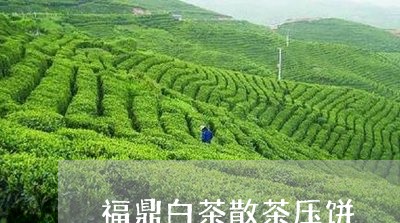 福鼎白茶散茶压饼/2023112598260