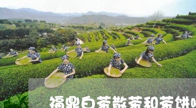 福鼎白茶散茶和茶饼哪个好/2023041764968