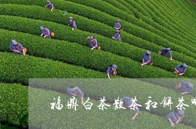 福鼎白茶散茶和饼茶哪种好/2023041717282